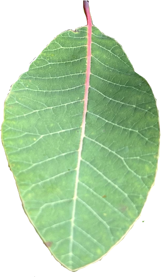 Discrete Log