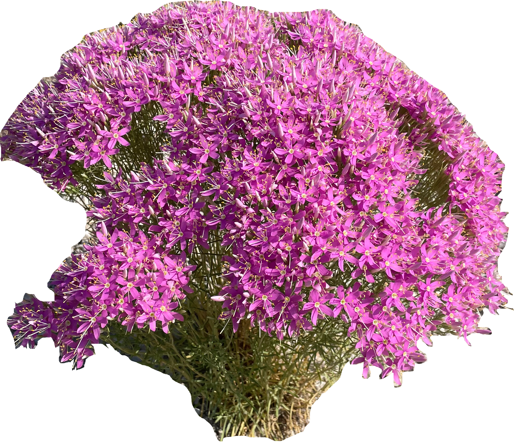 Zeltnera Mapping Project