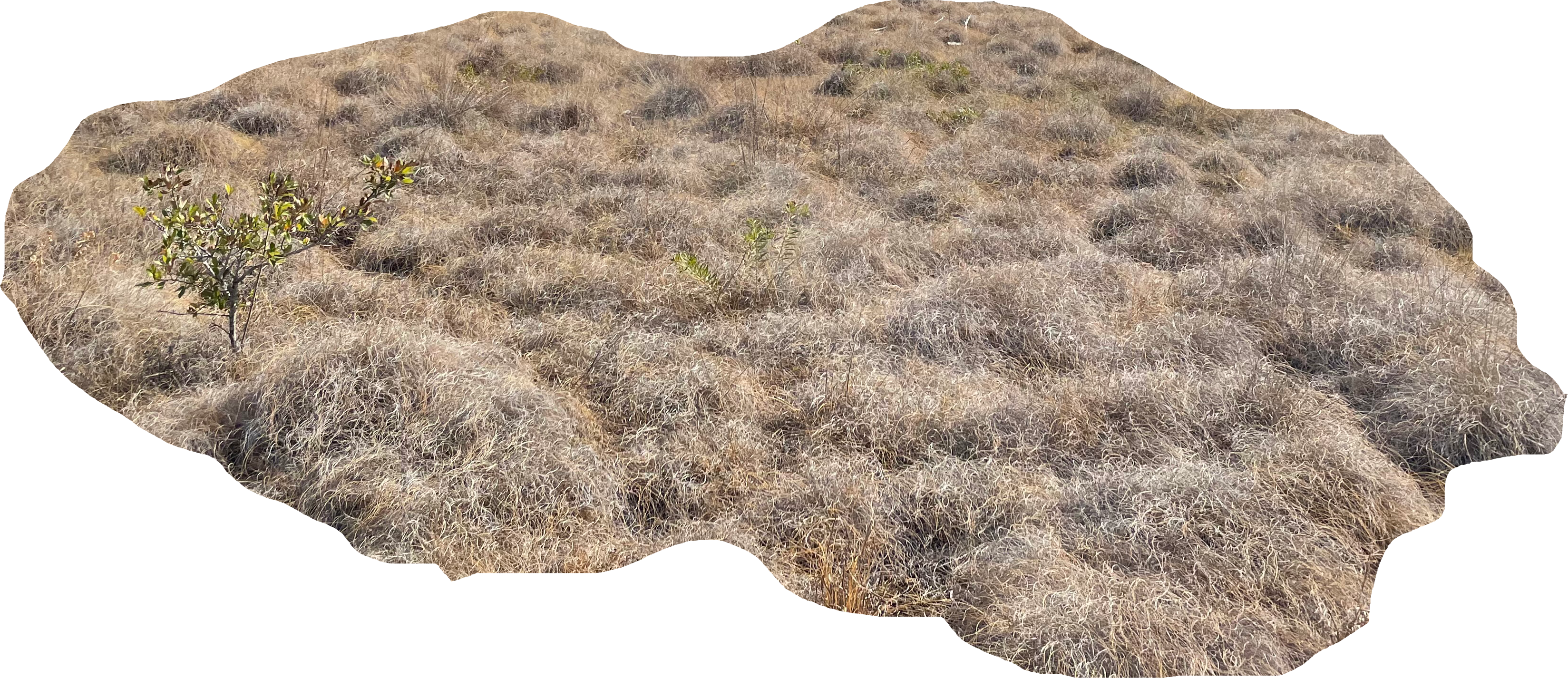 Prairie Classification