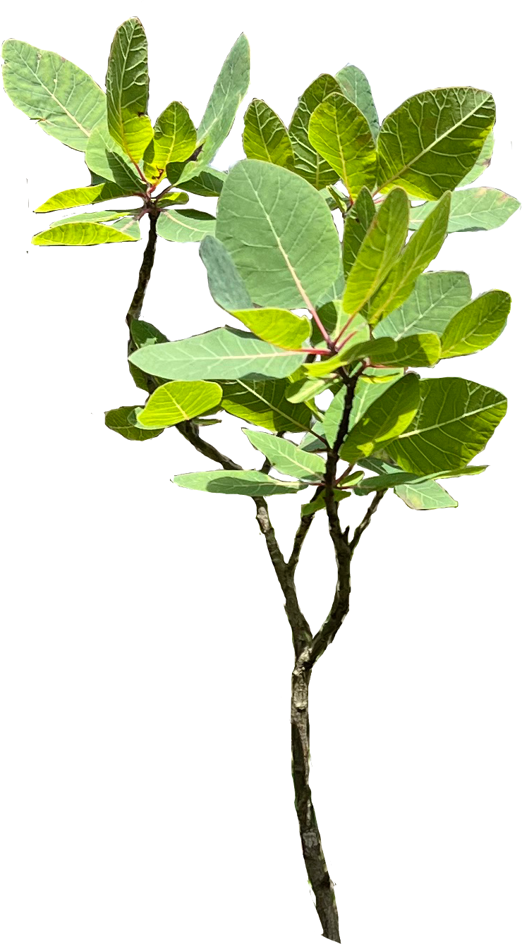 Enter site via leaf image